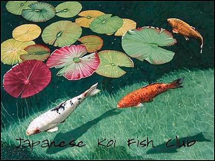 moving fishes wallpaper. Japanese-Koi-Fish on