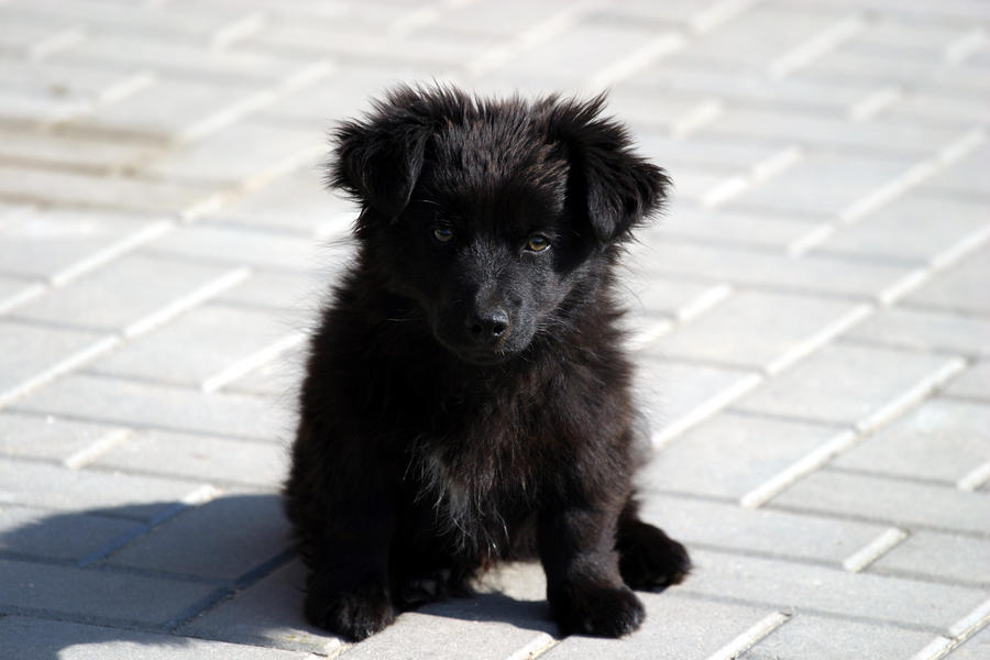 black dog  by ksienrzniczka