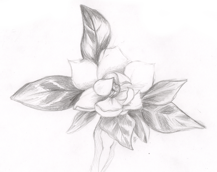 Sketch Flower by XxMaddy on deviantART