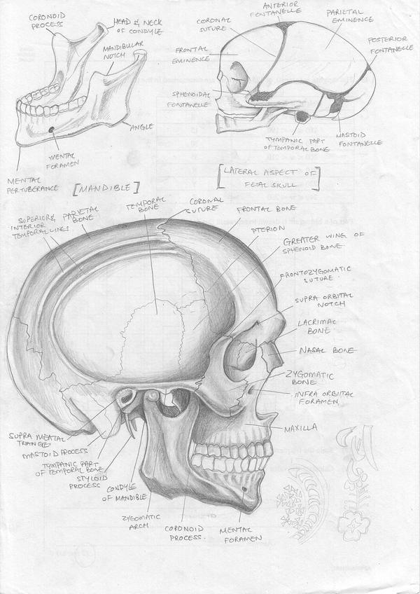 Skull anatomy study by FATRATKING on deviantART