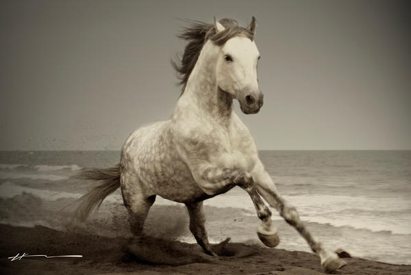 wild_horse_by_hEERB.jpg