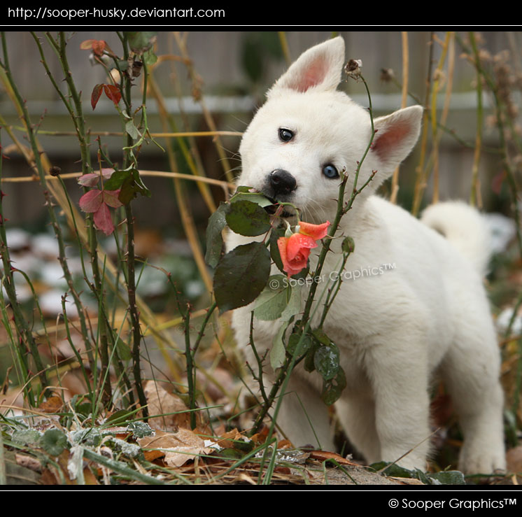 Husky Puppy 1604 by