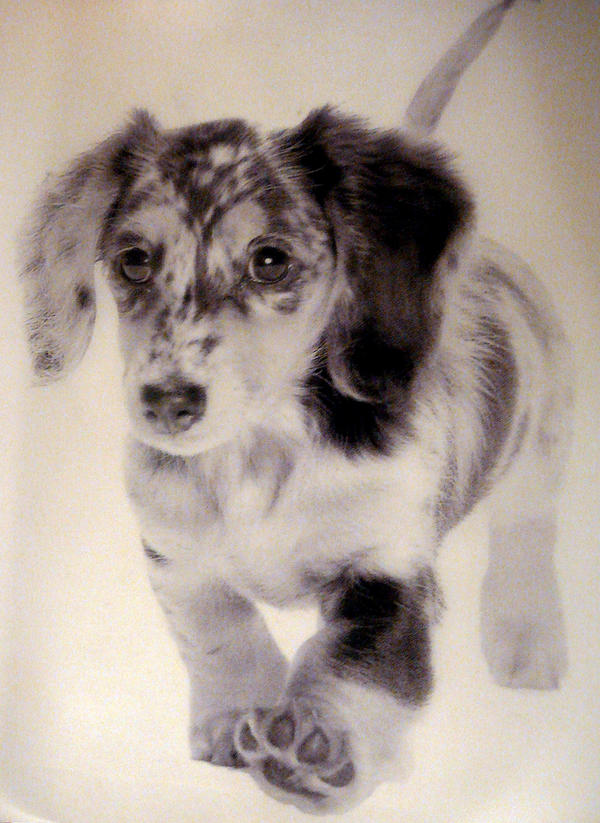long haired dapple dachshund. dapple long haired dachshund