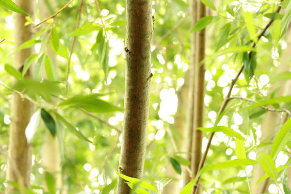 Nature Bamboo wallpaper