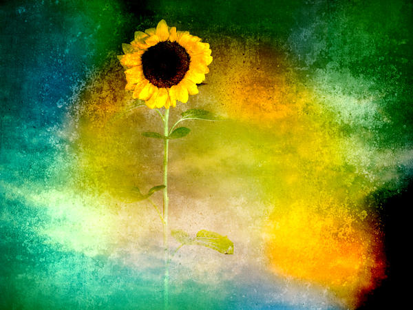 sunflowers wallpaper. Sunflower wallpaper by ~Meropa