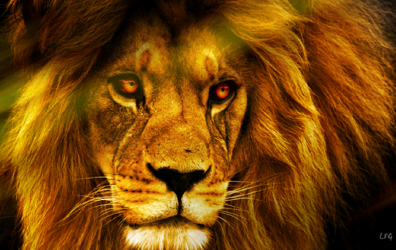 Download this King The Jungle Wallpaper Lotuspodgfx picture