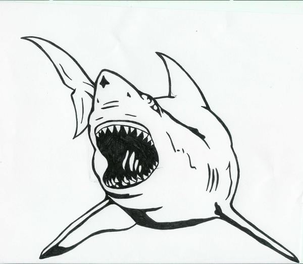 shark tattoo flash. Great White Shark tattoo by