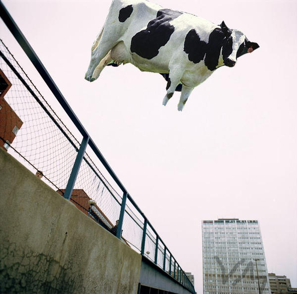 Cow_Parkour_by_silent_strings.jpg