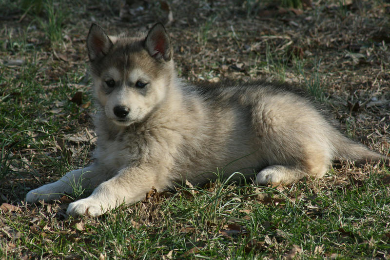 Wolf Dog Puppy. Timber the Wolf-Dog Puppy by