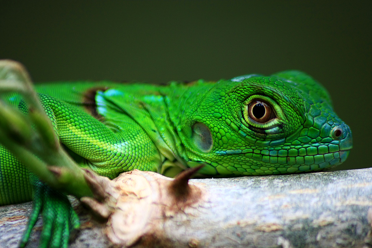 iguana baby