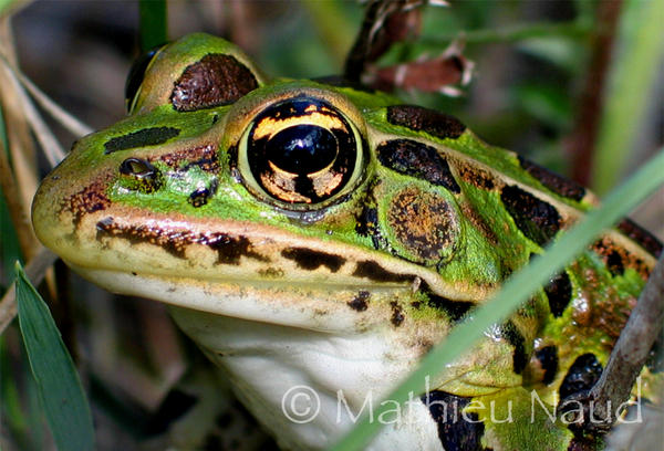 Pictures Of Northern Leopard Frog - Free Northern Leopard Frog pictures 