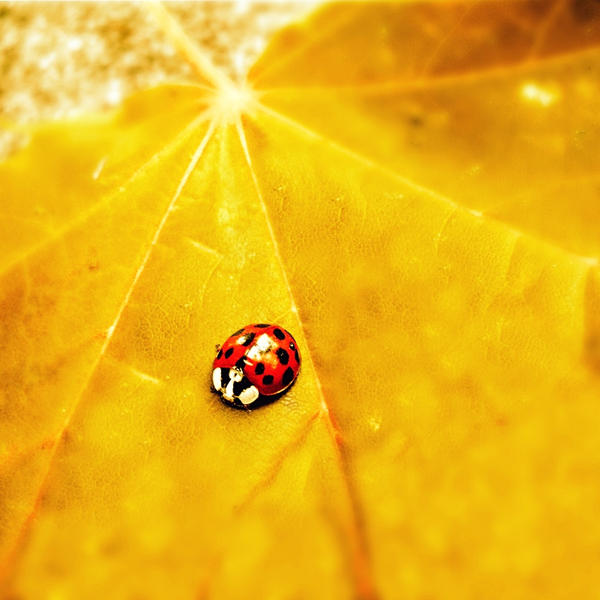 autumn ladybird by all17