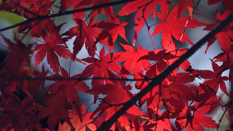 maple leafs wallpaper. Japanese Maple Leaf WP 2009 by