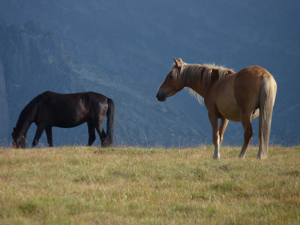 two horses in the mountains