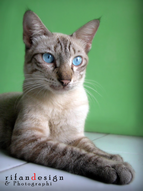 lynx point Siamese cat by