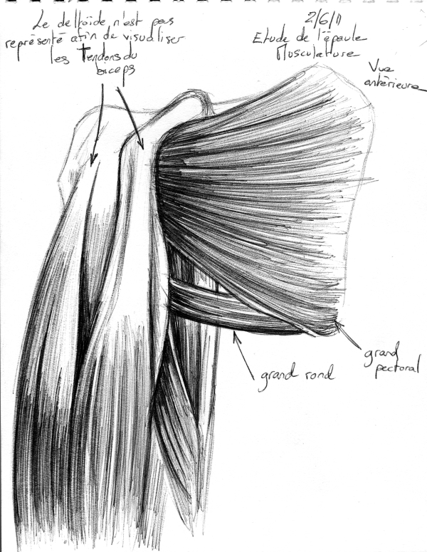 anatomic_study_shoul_muscles_2_by_mourkhayn-d3901c6.jpg