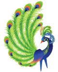 peacock_by_kmygraphi