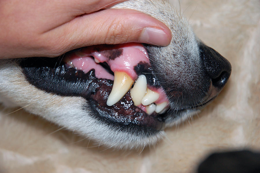 what color are a dogs gums supposed to be