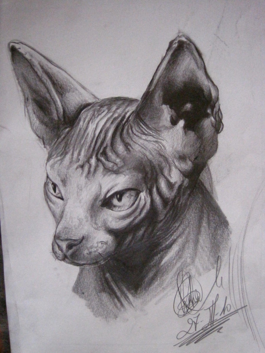 sphynx cat..... by ~RGarabal on deviantART