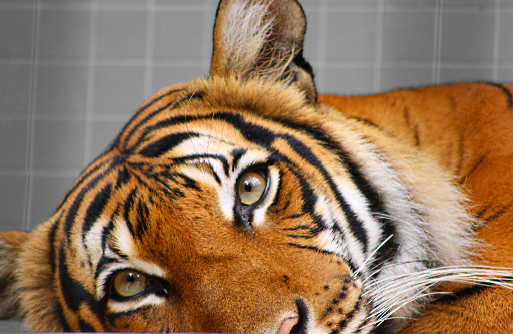 clip art eye of the tiger - photo #37