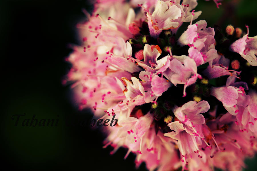 Flower Bokeh color by tahani79 on deviantART