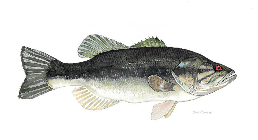 largemouth bass wallpaper. Largemouth Bass by