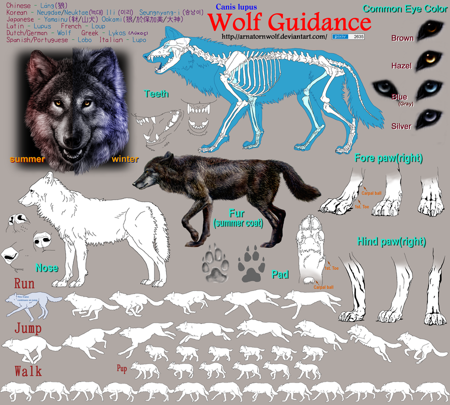 http://fc00.deviantart.net/fs70/i/2011/340/4/0/wolf_guidance_by_arnatornwolf-d38wuss.png