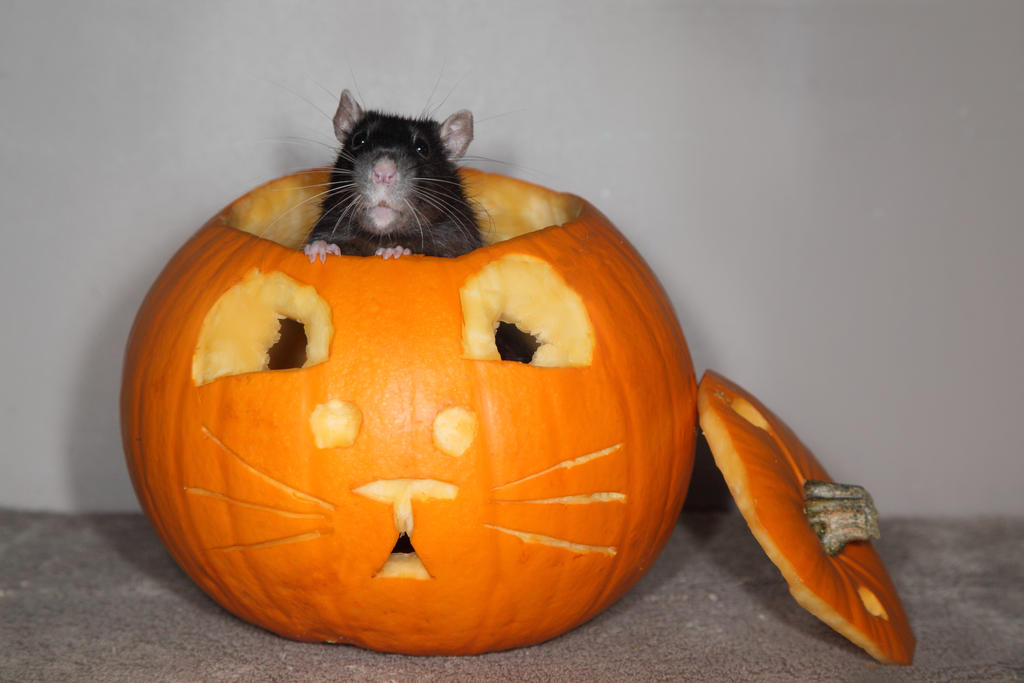 mouse in cat pumpkin
