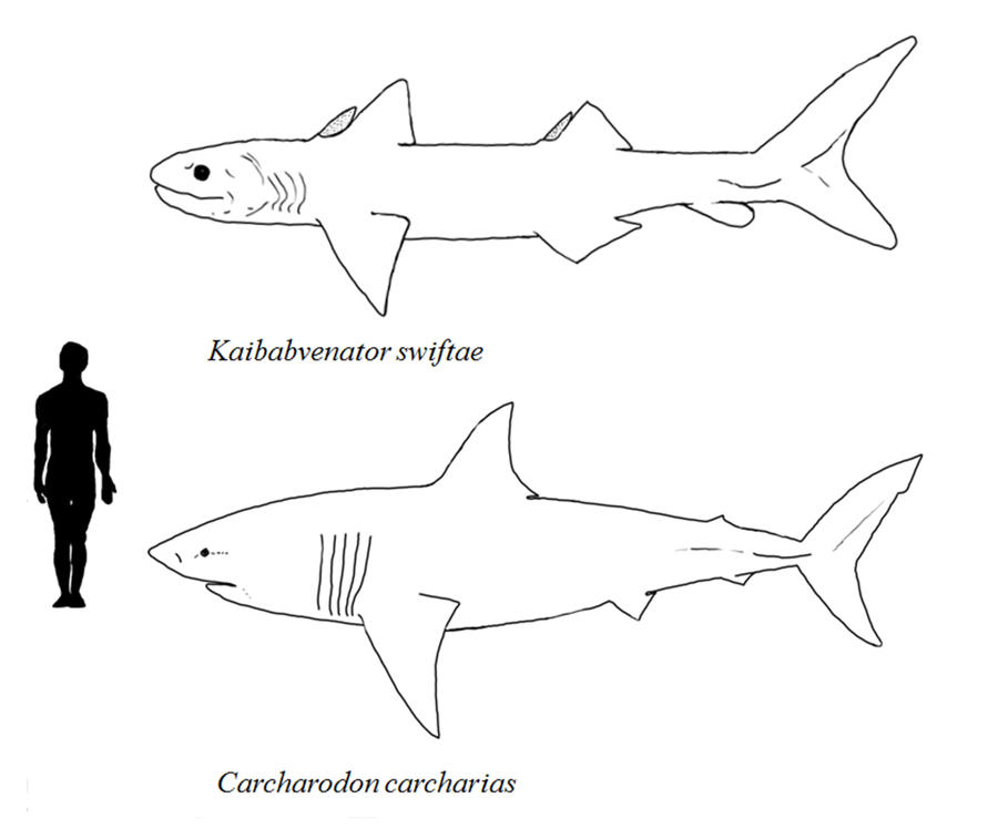 Kaibabvenator and Great white shark