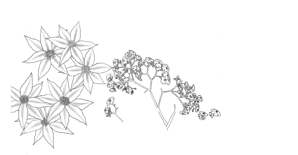 lineart_shoujo_flowers__transparent_background__by_tommykaine91-d72knq6.png (1024×532)