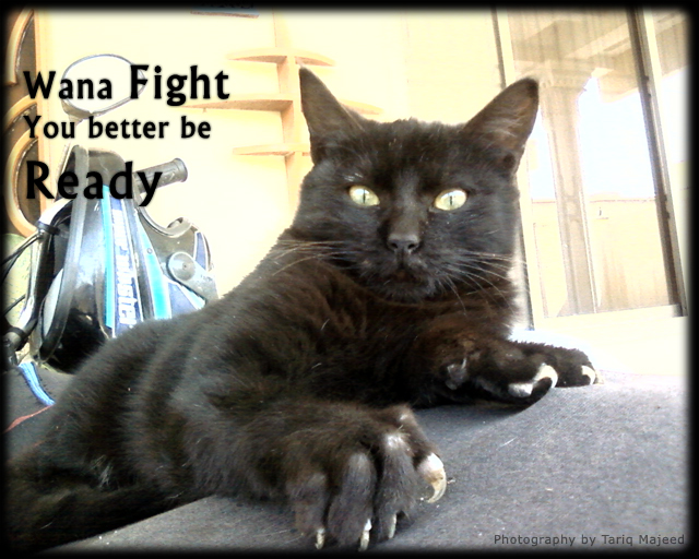 CIB___Cat_in_Black__Lets_Fight_by_MNightwalker.jpg