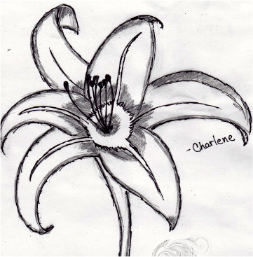 Lily Flower Picture on Tiger Lily By  Koalaherpes On Deviantart