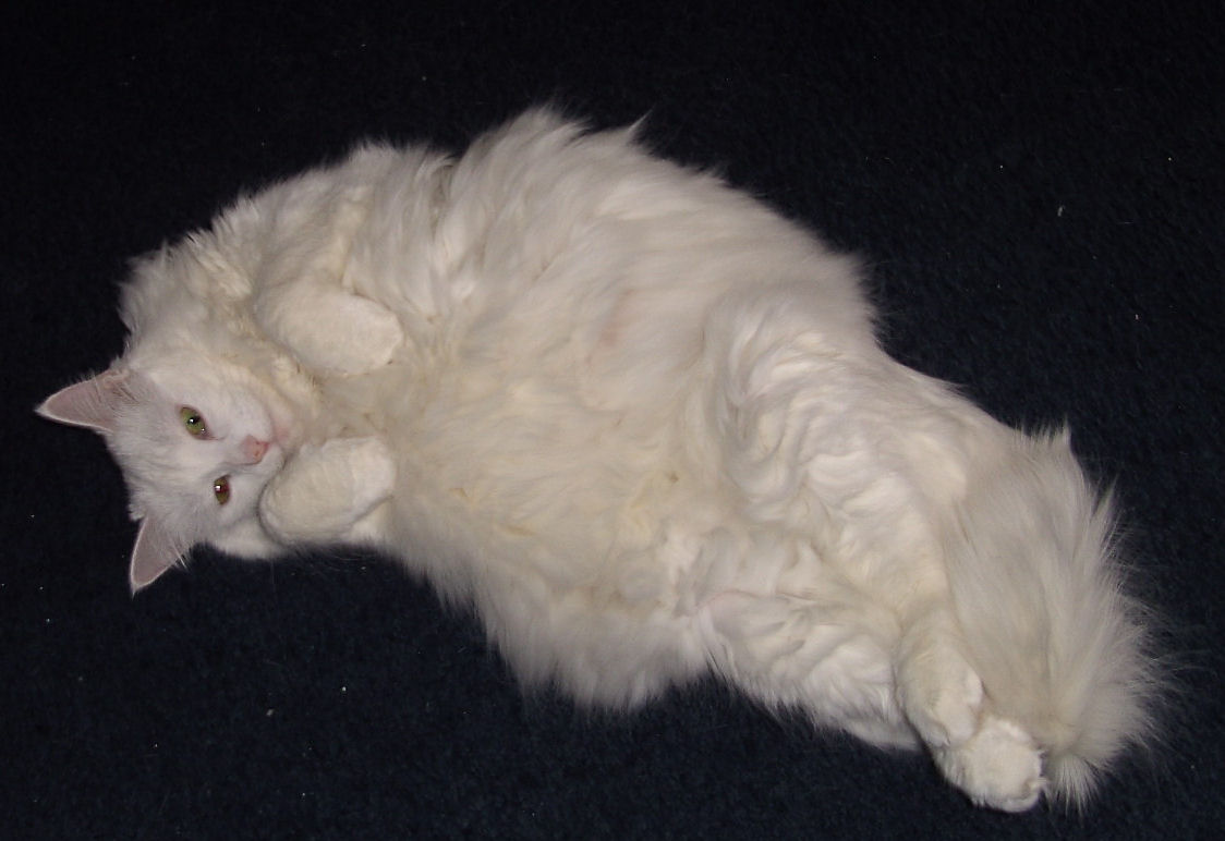 Big Fat White Cat 80