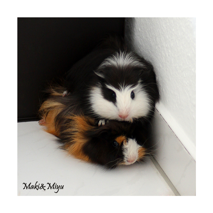 guinea pig totem:Maki and Miyu by Kirika-Ayanami