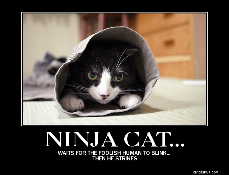 demotivational__ninja_cat_by_imaninja2-d