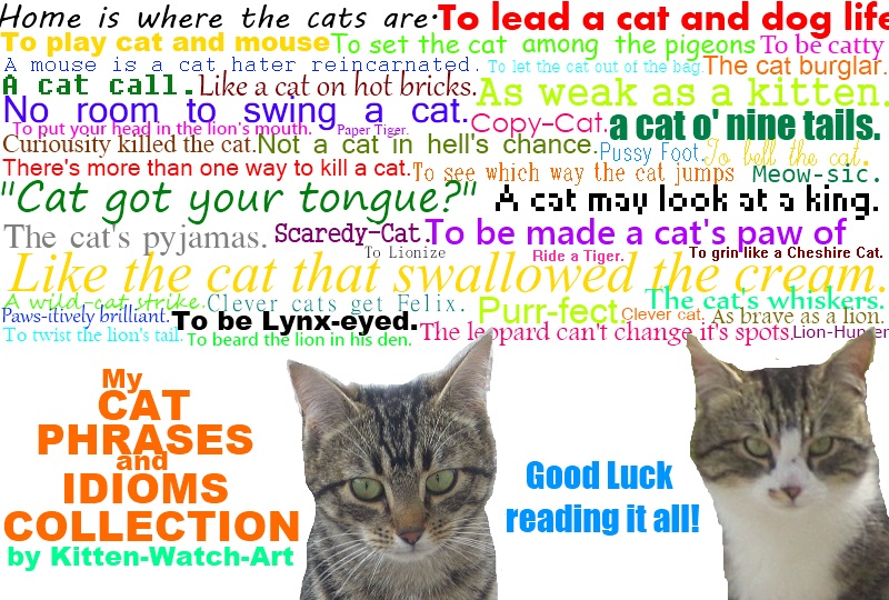 My Cat Phrases and Idioms Collection by KittenWatchArt on deviantART