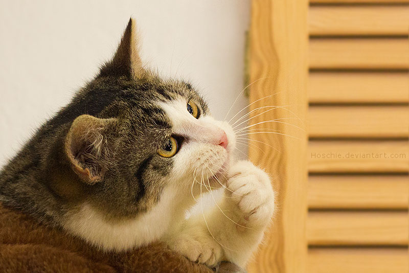Thinking cat by hoschie