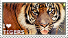 i_love_tigers_by_wishmasteralchemist-d1md4g5.png