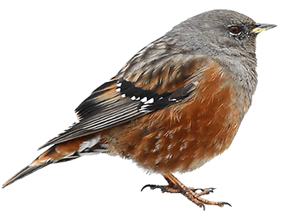 accentor__prunella_collaris__by_luisbc-d5zf45a.gif