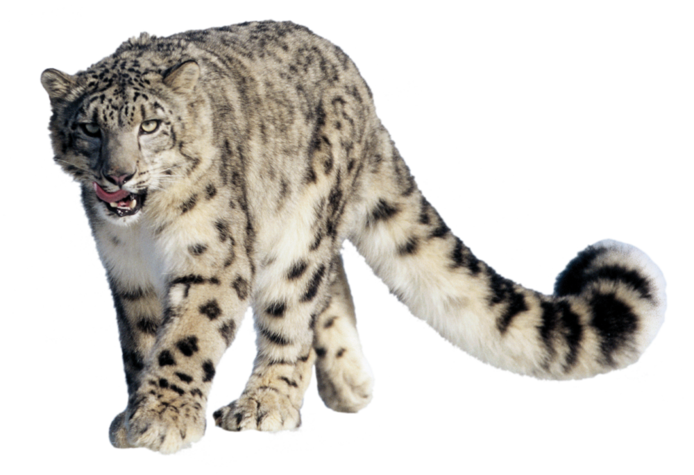 snow leopard clipart - photo #36