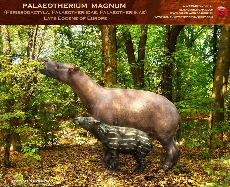 http://fc00.deviantart.net/fs71/f/2015/002/6/9/palaeotherium_magnum_by_romanyevseyev-d8c92w4.jpg