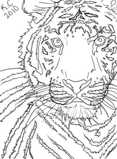 tiger line art