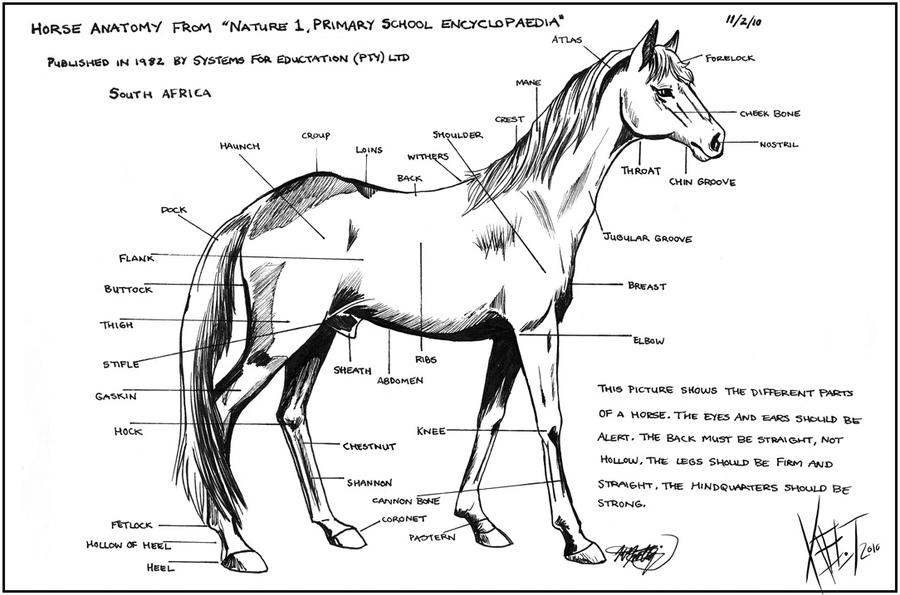 Horse Anatomy Chart by Senshee on DeviantArt