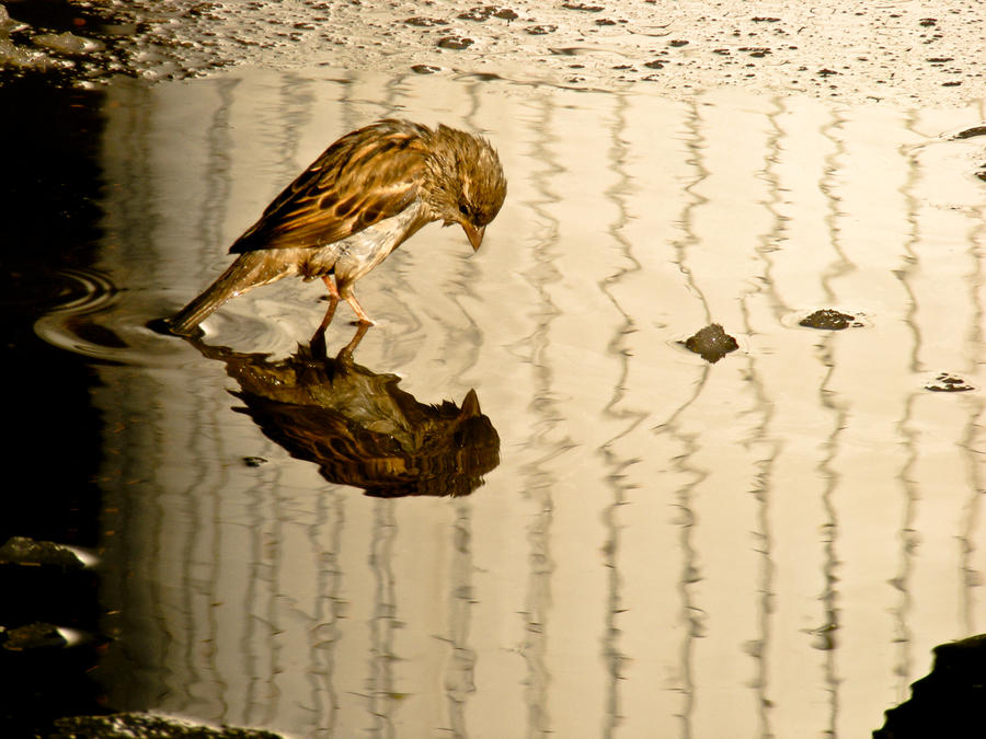 loneli sparrow by rockmylife