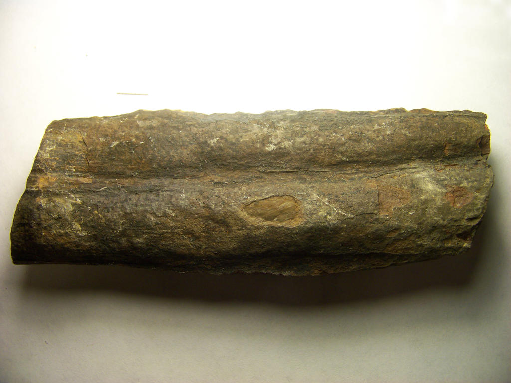 Carboniferous Wood