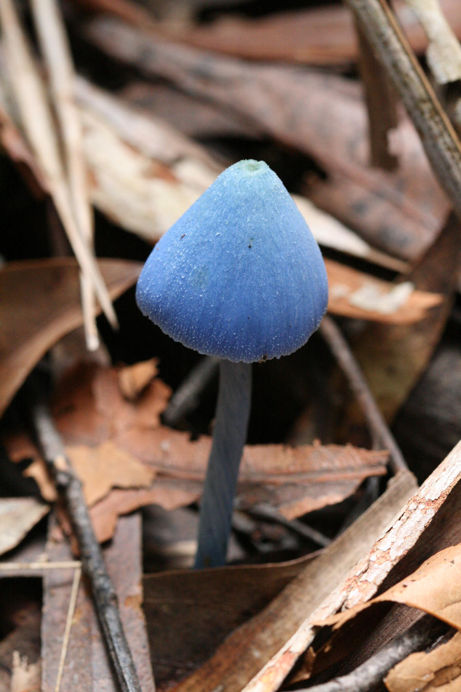 Blue Mushroom Fable 35