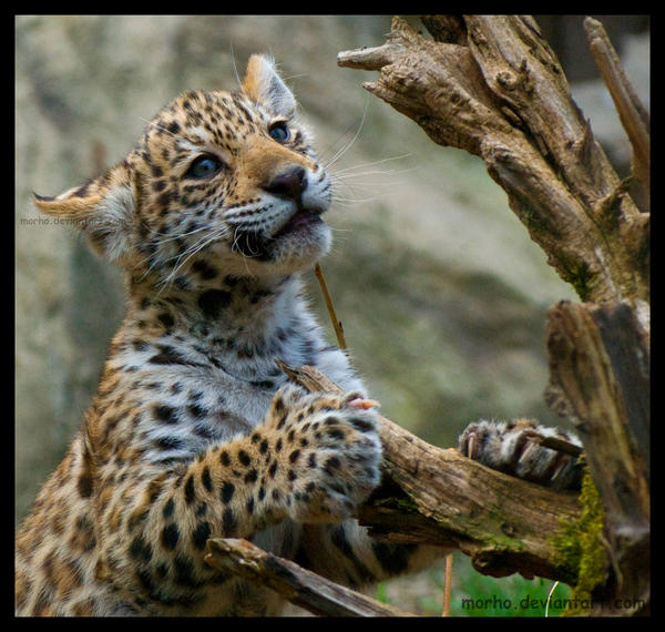 jaguar__little_explorer_by_morho-d3cvpnb.jpg