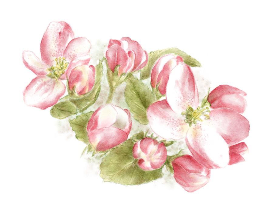 clip art of apple blossom - photo #23