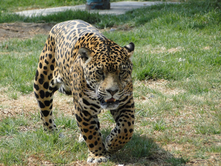 Jaguar - Panthera onca pictorial | Dinosaur Archives
