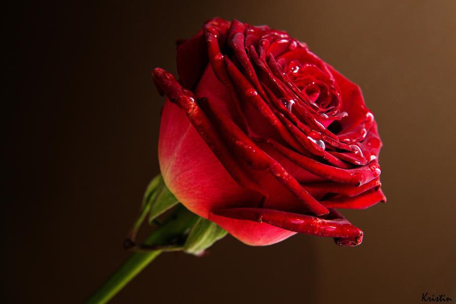 Beautiful rose by KristinCross on DeviantArt